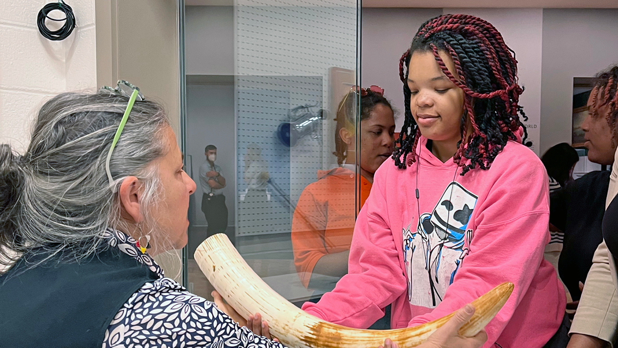 A young visitor examines an ivory tusk at the conservation window.