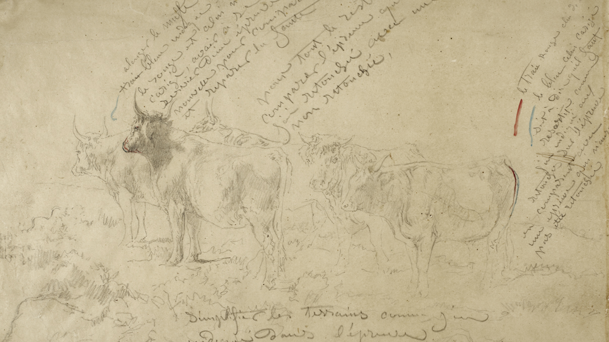 Rosa Bonheur, Tracing of Five Bulls with Annotations, 2nd half 19th century. Acquired by William T. or Henry Walters